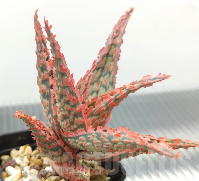 SH18964 Aloe TCT hybrid - Image 2