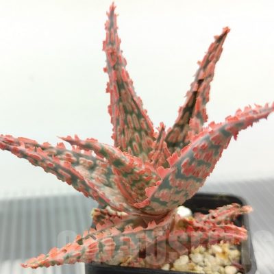 SH18964 Aloe TCT hybrid