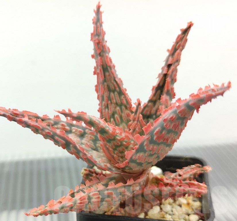 SH18964 Aloe TCT hybrid