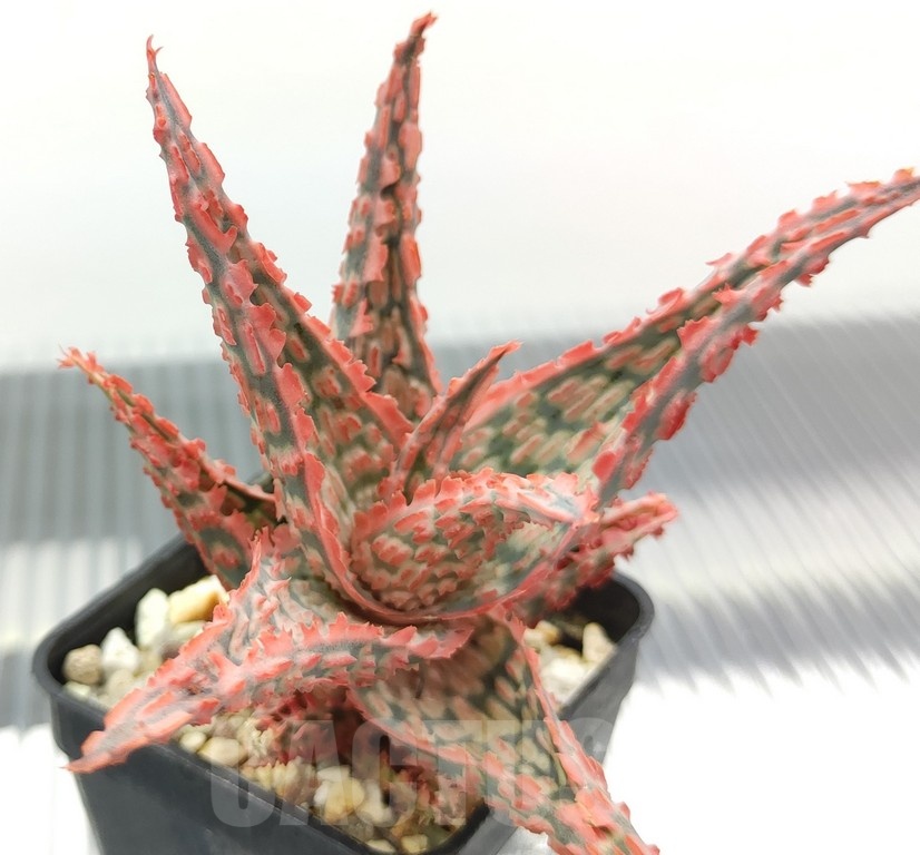 SH18964 Aloe TCT hybrid - Image 3