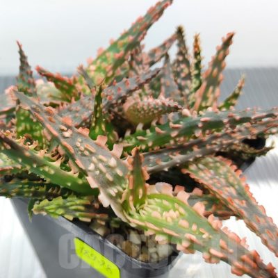 SH18978 Aloe TCT hybrid mix