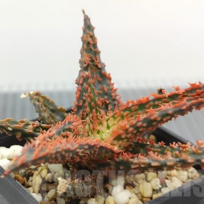 SH18965 Aloe TCT hybrid