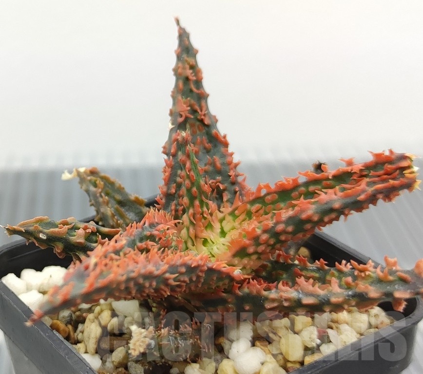 SH18965 Aloe TCT hybrid