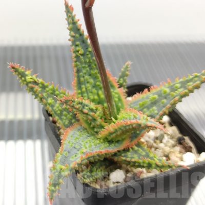 SH18966 Aloe TCT hybrid