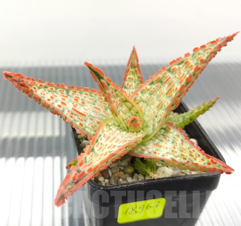 SH18967 Aloe TCT hybrid