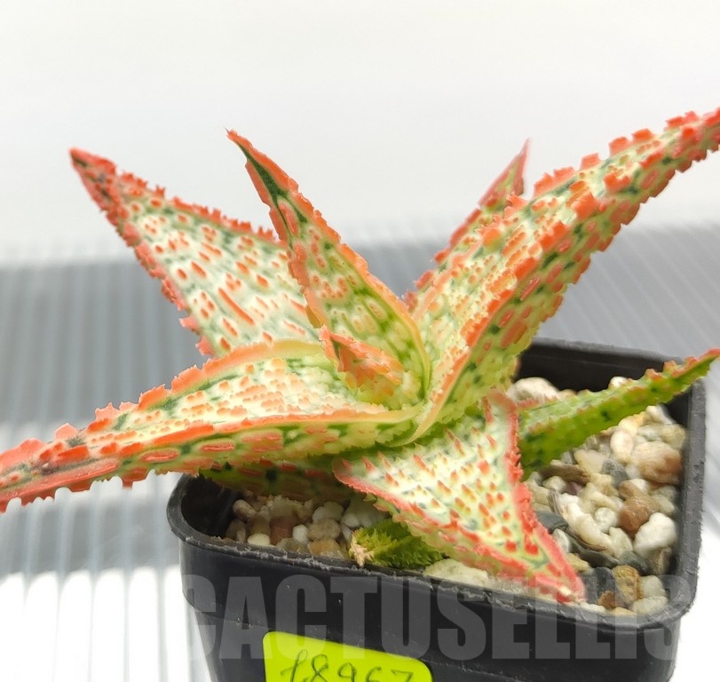 SH18967 Aloe TCT hybrid - Image 2