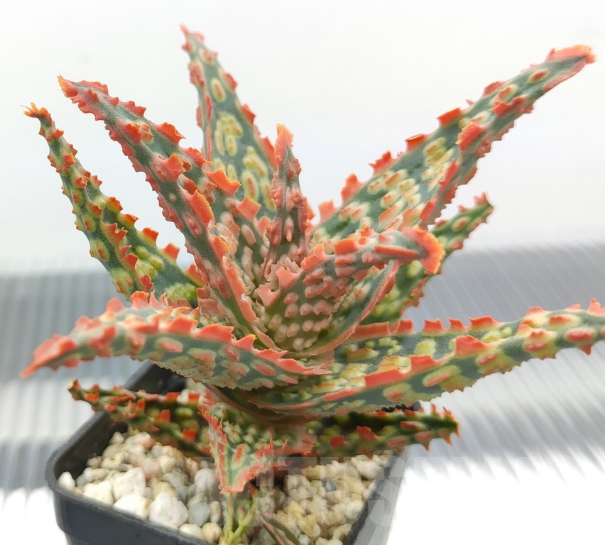 SH18968 Aloe TCT hybrid - Image 2