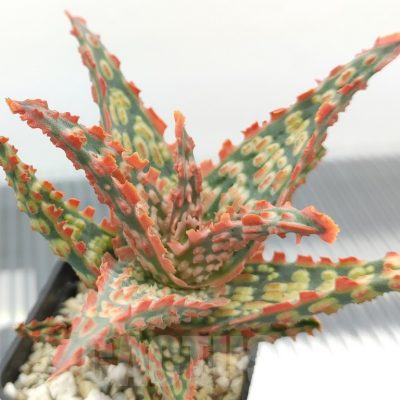 SH18968 Aloe TCT hybrid