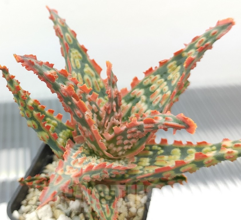 SH18968 Aloe TCT hybrid