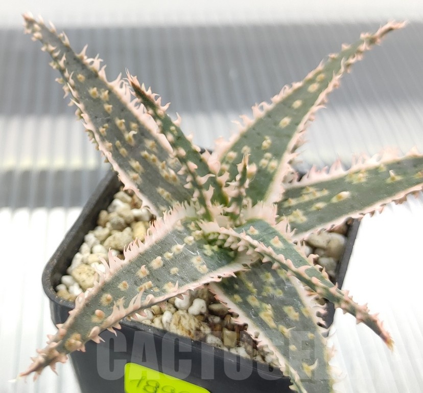 SH18969 Aloe TCT hybrid