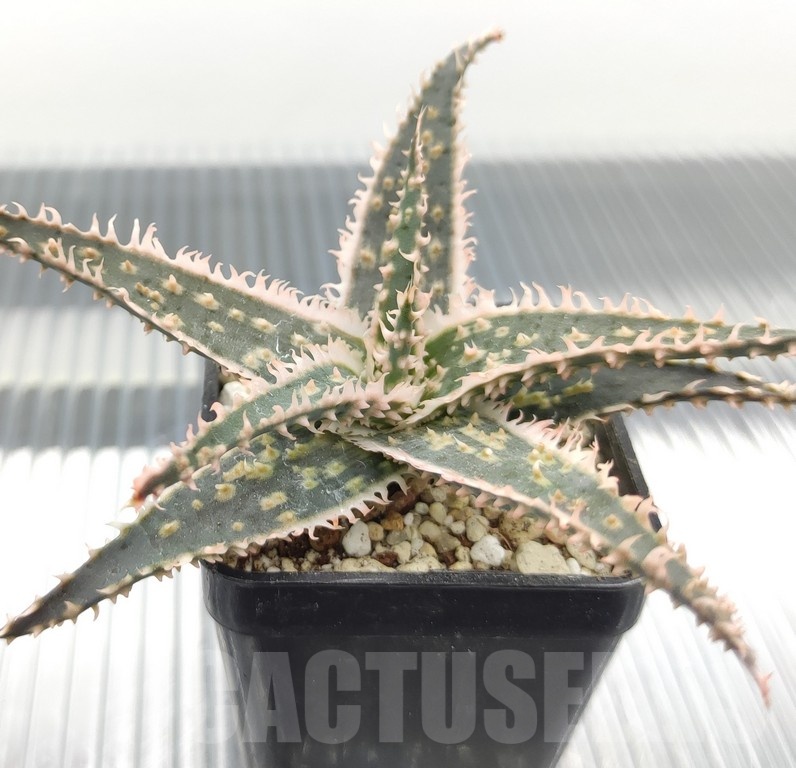 SH18969 Aloe TCT hybrid - Image 2