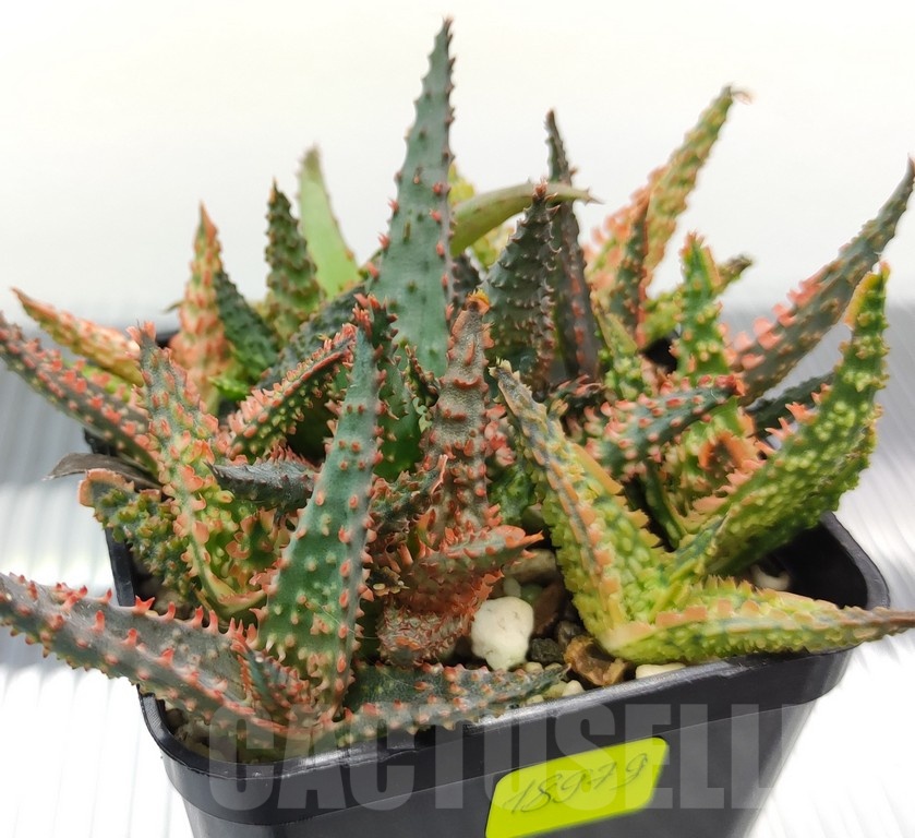 SH18979 Aloe TCT hybrid mix