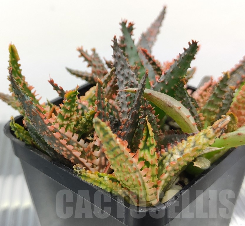 SH18979 Aloe TCT hybrid mix - Image 2