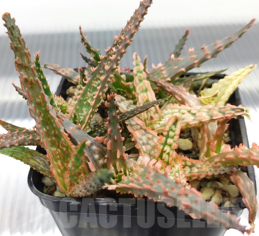 SH18980 Aloe TCT hybrid mix - Image 2