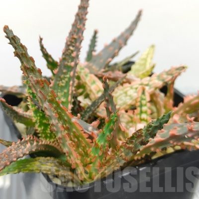 SH18980 Aloe TCT hybrid mix