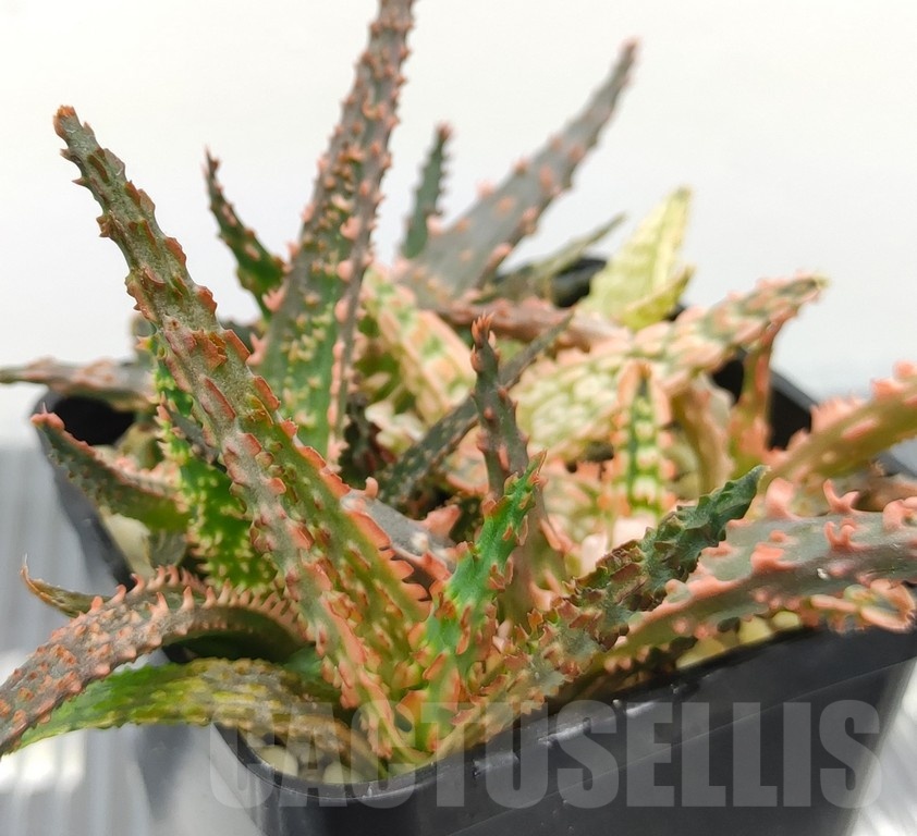 SH18980 Aloe TCT hybrid mix