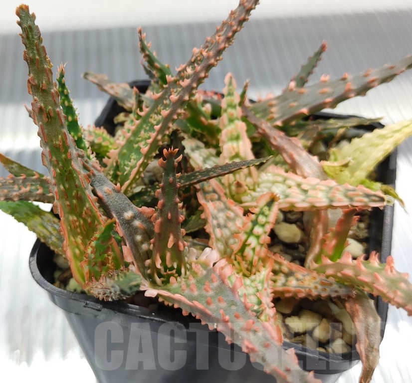 SH18980 Aloe TCT hybrid mix - Image 3