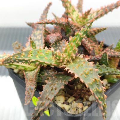 SH18981 Aloe TCT hybrid mix