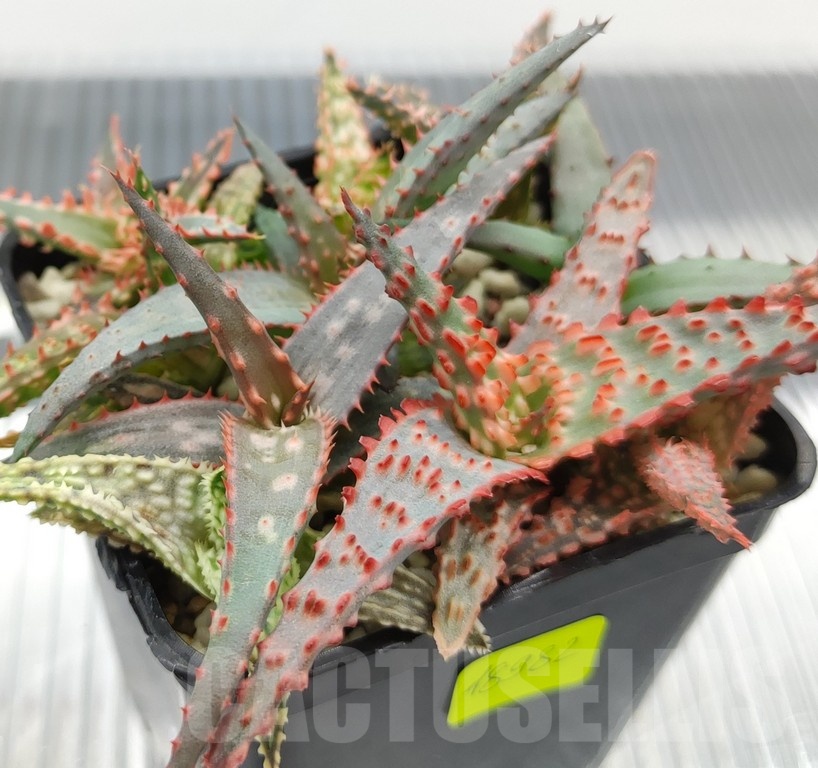 SH18982 Aloe TCT hybrid mix - Image 2