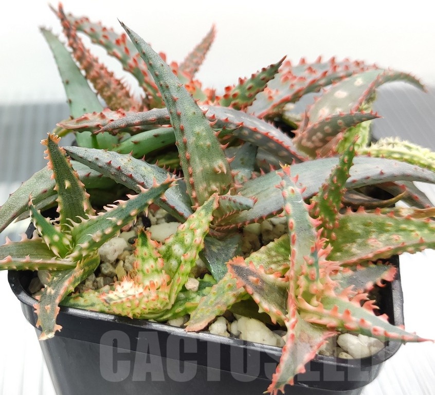 SH18982 Aloe TCT hybrid mix - Image 3