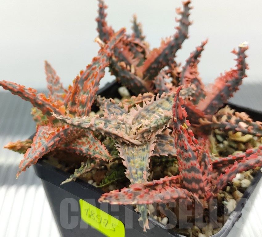 SH18975 Aloe TCT hybrid mix