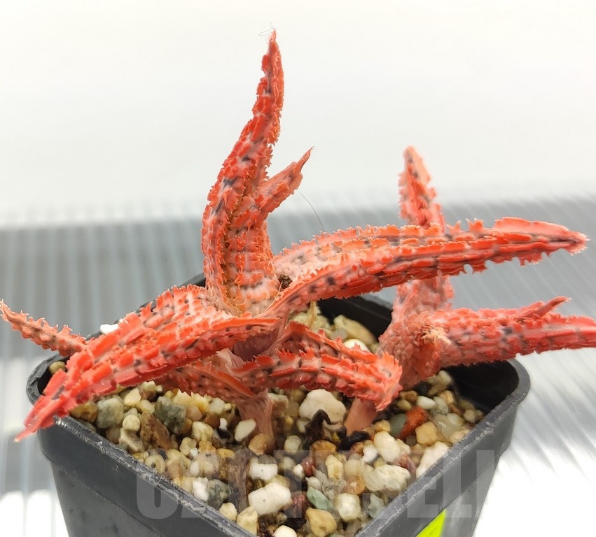 SH18935 Aloe TCT hybrid - Image 2
