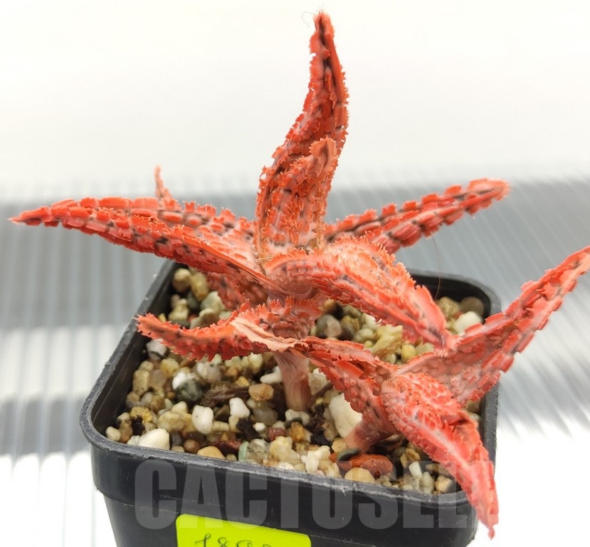 SH18935 Aloe TCT hybrid