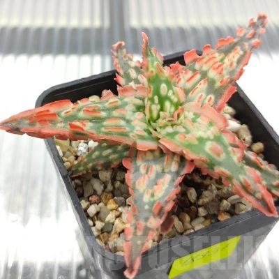 SH18937 Aloe TCT hybrid