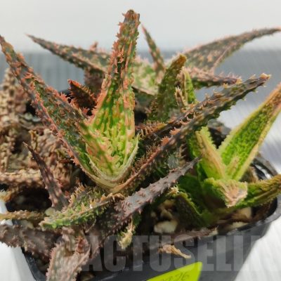 SH18976 Aloe TCT hybrid mix