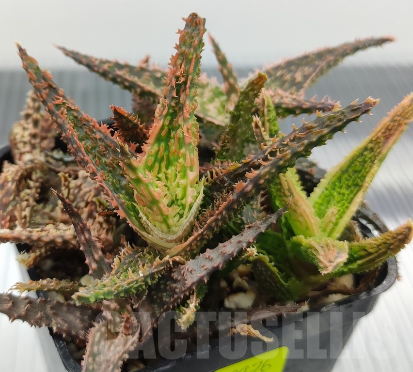 SH18976 Aloe TCT hybrid mix