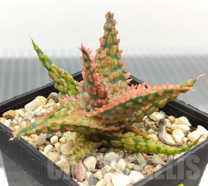 SH18940 Aloe TCT hybrid - Image 2