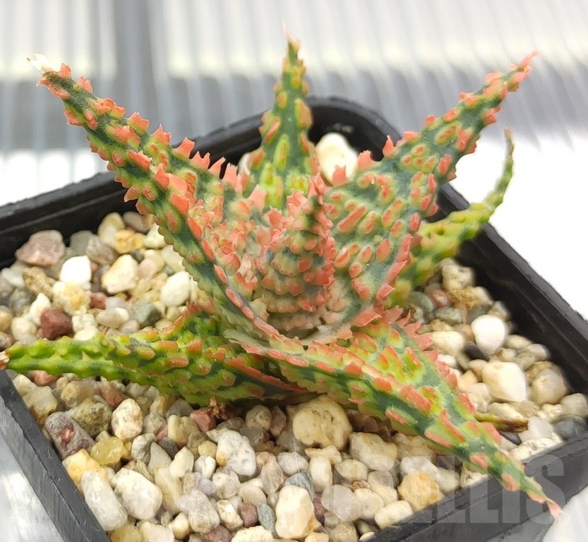 SH18940 Aloe TCT hybrid