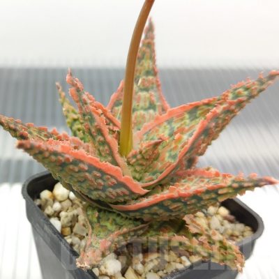 SH18942 Aloe TCT hybrid