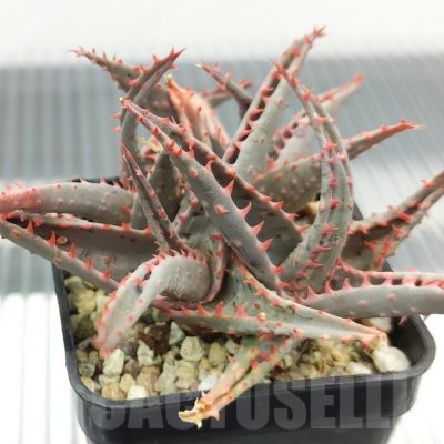 SH18943 Aloe TCT hybrid
