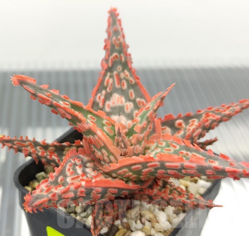 SH18945 Aloe TCT hybrid - Image 2