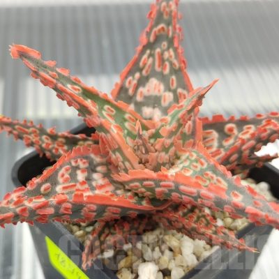 SH18945 Aloe TCT hybrid