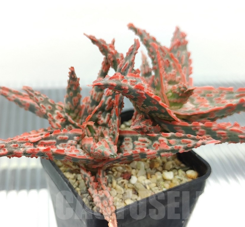SH18947 Aloe TCT hybrid - Image 2