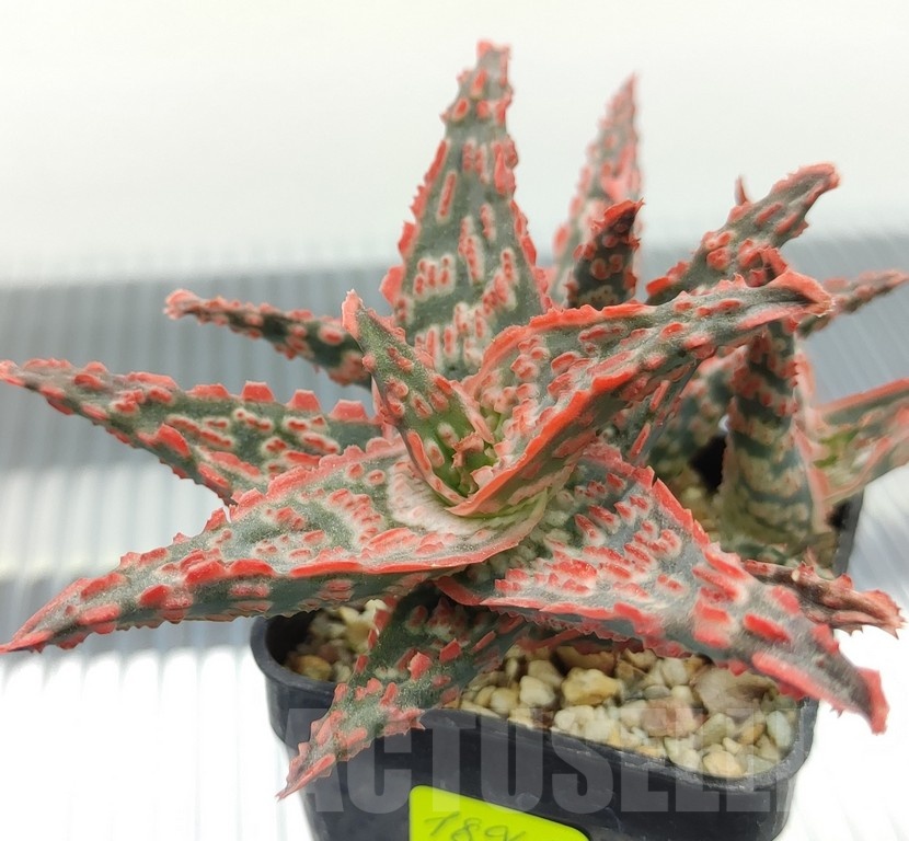 SH18947 Aloe TCT hybrid - Image 3