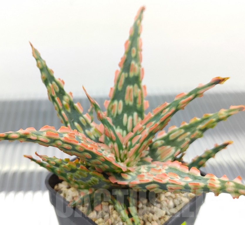SH18948 Aloe TCT hybrid - Image 2