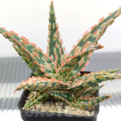 SH18948 Aloe TCT hybrid