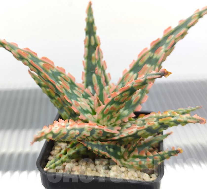 SH18948 Aloe TCT hybrid