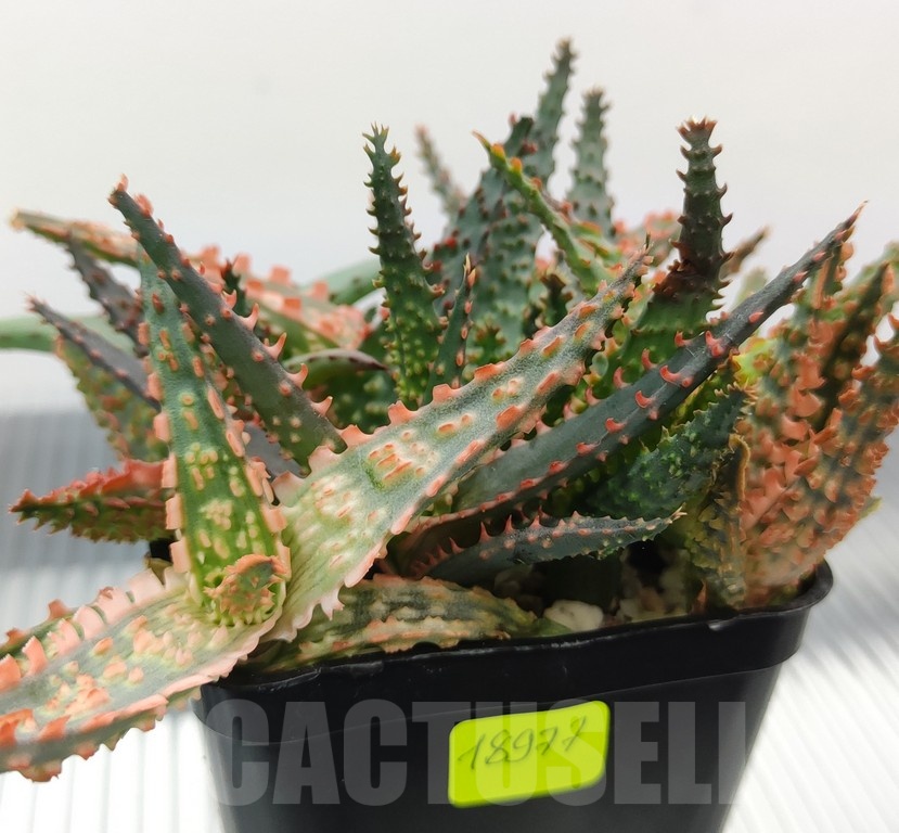 SH18977 Aloe TCT hybrid mix - Image 2