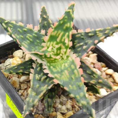 SH18950 Aloe TCT hybrid
