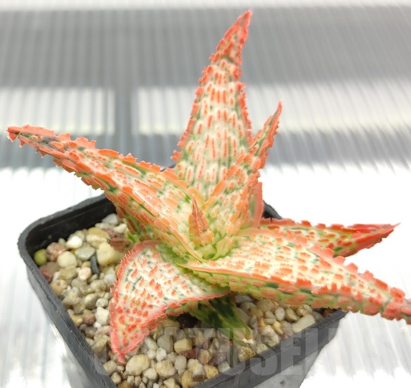 SH18951 Aloe TCT hybrid - Image 2