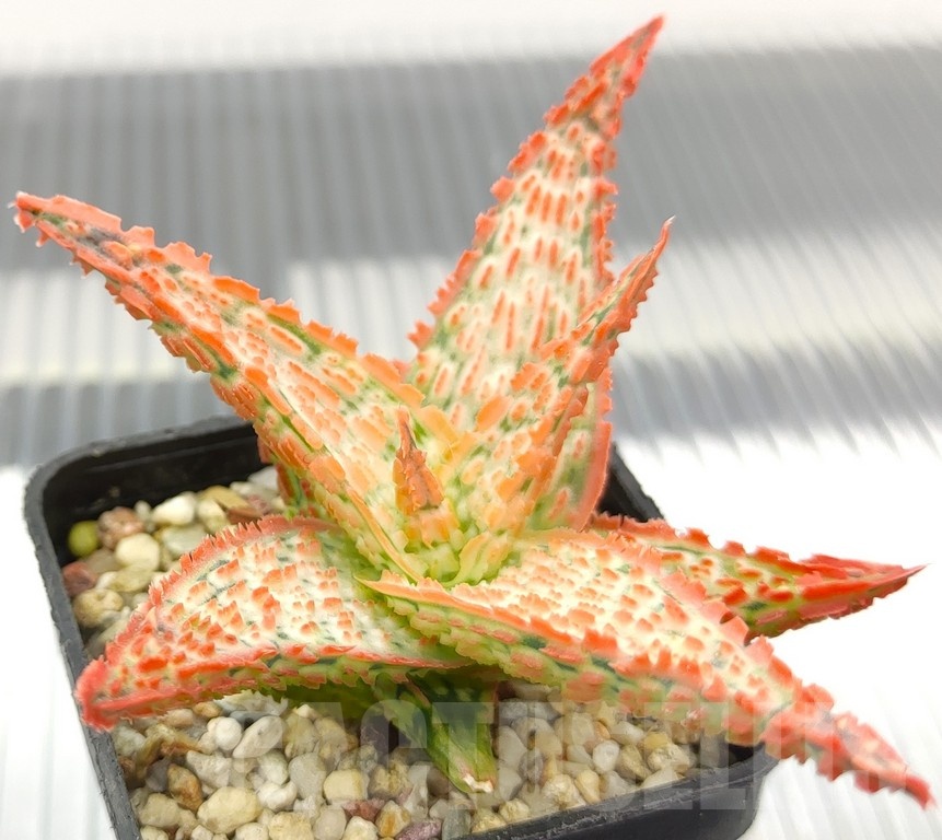SH18951 Aloe TCT hybrid