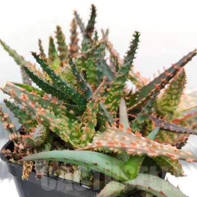 SH18977 Aloe TCT hybrid mix