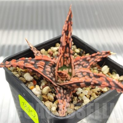SH18952 Aloe TCT hybrid