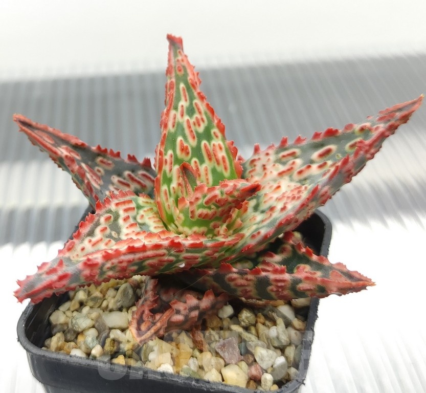SH18953 Aloe TCT hybrid - Image 2