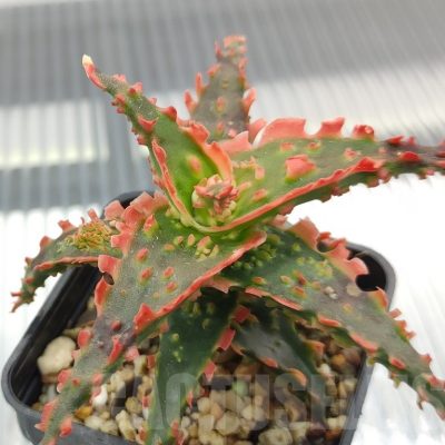 SH18954 Aloe TCT hybrid
