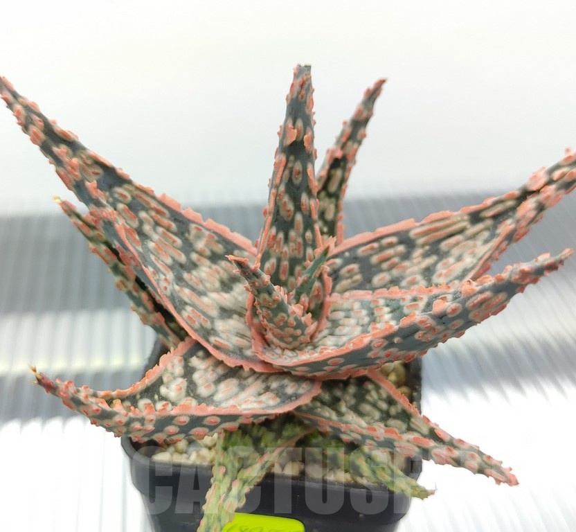SH18955 Aloe TCT hybrid - Image 2